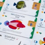 Cartes aquatiques poissons colorés napoléon requin bleu